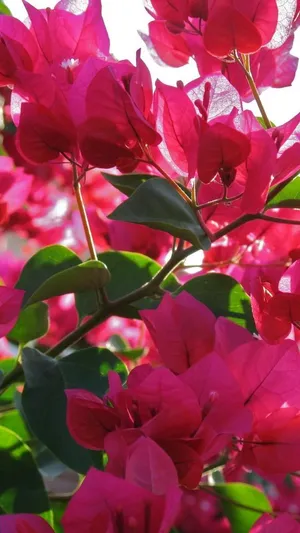 Colorful Street Art Wallpaper