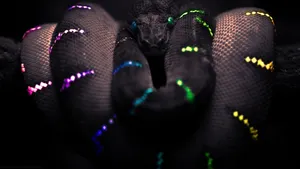 Colorful Striped Black Snake Wallpaper