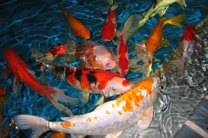 Colourful Koi Fishes Live Desktop Wallpaper