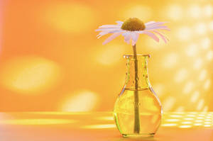 Common Daisy In A Flower Vase Wallpaper