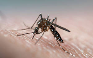 Common Male Mosquito Wallpaper