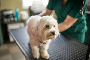 Compassionate Veterinarian Examining A White Terrier Wallpaper