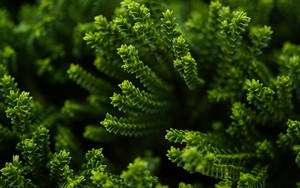 Coniferous Green Nature Leaves Wallpaper