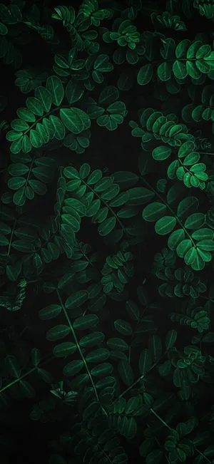 Connect With Nature And Plant Life For An Uplifting Screen Background Wallpaper