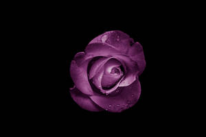 Cool Aesthetic Purple Rose Bud Wallpaper