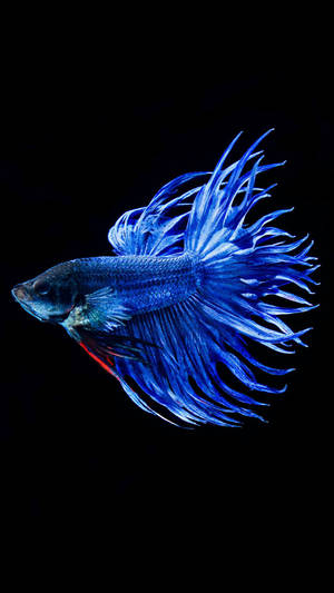 Cool Betta Fish Wallpaper