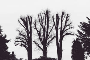 Cool Black Aesthetic Dead Trees Wallpaper