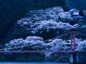 Cool Blue Sakura In Japan Wallpaper