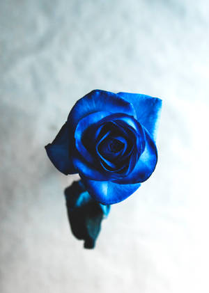 Cool Bright Blue Beautiful Rose Hd Wallpaper