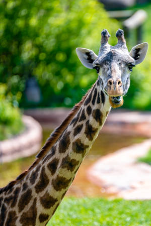 Cool Calm Giraffe Staring Wallpaper