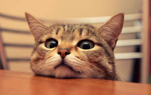 Cool Cat On Table Wallpaper