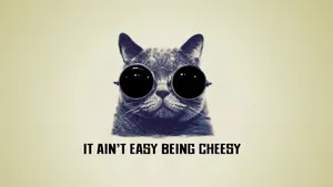 Cool Cat Quote Wallpaper