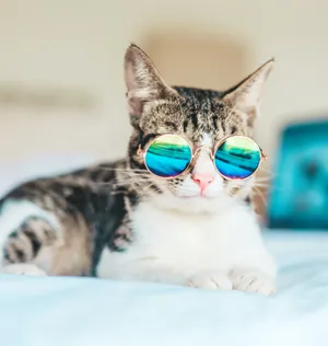 Cool Cat Retro Glasses Wallpaper