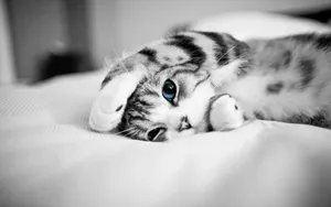 Cool Cute Cat In Bed Wallpaper