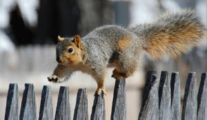 Cool Cute Jumping Squirrel Wallpaper