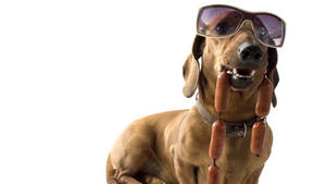 Cool Dachshund Dog With Sunglasses Wallpaper