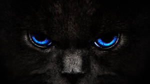 Cool Dark Blue Eyes Cat Wallpaper
