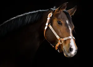 Cool Dark Brown Horse Face Wallpaper