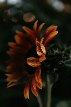 Blossoming Sunflower Aesthetic Wallpaper WallpapersOK