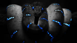 Cool Desktop Blue Snake Wallpaper