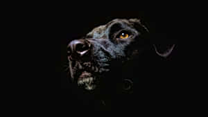 Cool Dog Black Labrador Wallpaper