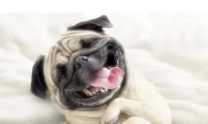 Cool Dog Laughing Wallpaper