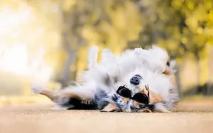 Cool Dog Takes A Break From His Active Lifestyle Wallpaper