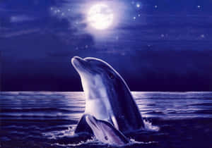 Cool Dolphins Full Moon Wallpaper