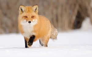 Cool Fox In The Snow Wallpaper