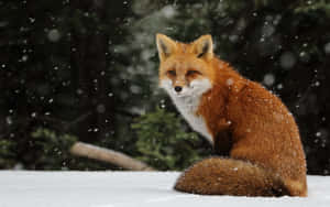 Cool Fox Snow Forest Stare Wallpaper