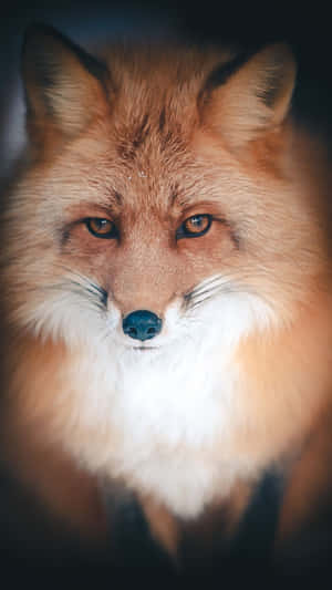Cool Fox Stares Intently Into The Night. Wallpaper