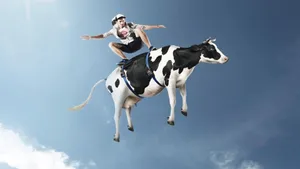 Cool Funny Skater And Cow Wallpaper