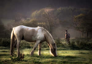 Cool Horse, Majestic And Free Wallpaper