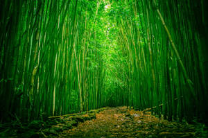 Cool Japanese Bamboo Forest Wallpaper