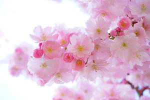 Cool Japanese Cherry Blossoms Wallpaper