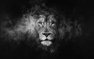 Cool Lion Black And White Wallpaper