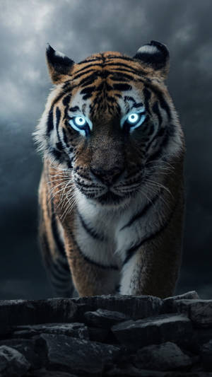 Cool Menacing Tiger Photo Wallpaper