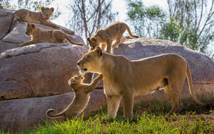 Cool Mother Lion With Cubs Wallpaper