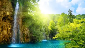 Cool Nature Forest Sunshine Wallpaper