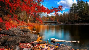 Cool Nature Red Leaves Forest Wallpaper