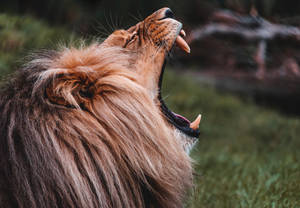 Cool Open Mouth Roaring Lion Wallpaper