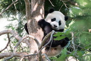 Cool Panda Hugging Tree Wallpaper