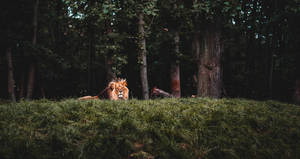 Cool Solitary Lion In Forest Wallpaper
