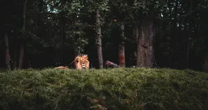 Cool Solitary Lion In Forest Wallpaper