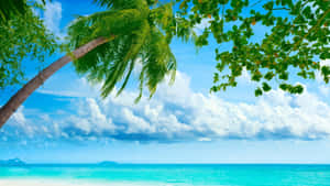 Cool Summer Vibrant Beach Wallpaper