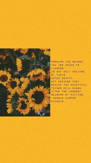 Cool Sunflower Quotes Wallpaper