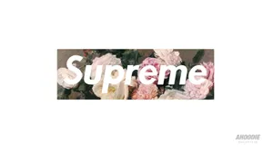 Cool Supreme White Roses Wallpaper