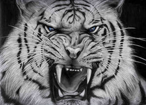 Cool Tiger Charcoal Drawing Wallpaper