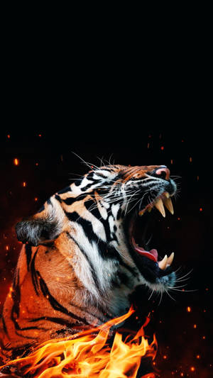 Cool Tiger Photo In Fire Wallpaper