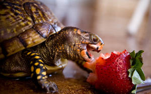 Cool Turtle Eating Strawberry Wallpaper